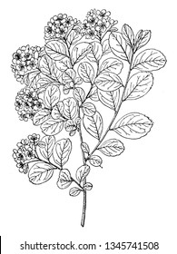 A picture shows branch of Nipponica Spiraea Plant. Leaves are small, pink, flat and having hairs on it and there is bunch of flowers at its apex. It is belongs to genus Spiraea, vintage 