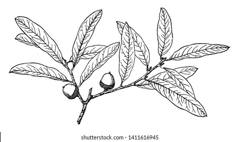 Picture shows the branch of Quercus Brevifolia plant. Its leaves are alternate, five to nine inches long, three to four inches wide. Obovate, seven to nine-lobed, usually seven-lobed