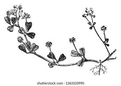 A picture shows branch of Shamrock Plant. It is young sprig of clover, used as a symbol of Ireland. Saint Patrick, Ireland's patron saint, is said to have used it as metaphor for the Holy Trinity