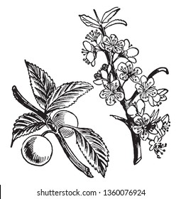 A picture shows the branch of Sloe Plant and its fruits. It produces small plum-like fruits known as 'drupes' in autumn which are often mis-described as berries, vintage line drawing or engraving