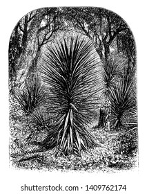 A picture shows the Branch of Spanish Dagger (Yucca) Plant. It is an evergreen shrub of the family Agavaceae. The base is thickened in adult specimens, vintage line drawing or engraving illustration.