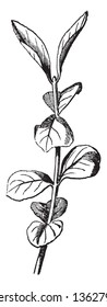 A picture shows branch of Spindle Tree. It is shrub, which bears glossy Lanceolate leaves, and small greenish flowers, followed by fruits which become beautifully raised colored, vintage line drawing svg