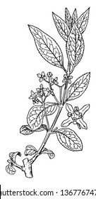 A picture shows branch of Spindle Tree. It is a smooth-leaved shrub and the leaves have very short stalks, are opposite in pairs and have minute teeth on the margin, vintage line drawing or engraving svg