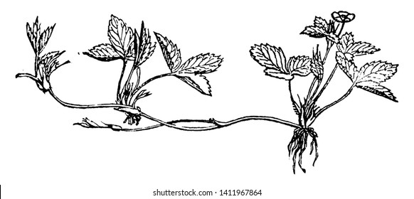 A picture shows branch of strawberry Plant. Their leaf has small, sharp toothed-edges. It has open roots and small flower. It is also called as Strawberry Flagellum, vintage line drawing or engraving