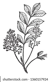 A Picture shows the branch of Sumac Plant. The fruits form dense clusters of reddish drupes called sumac bobs. It is small shrub, vintage line drawing or engraving illustration.