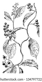 Picture shows the Climbing Bittersweet Waxwork Plant. They are having yellow capsules enclosing orange seeds. It belongs to staff-tree & Pistillate, staminate flowers. It has smooth thin long, vintage