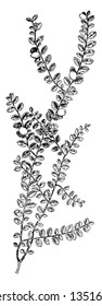 A picture shows the Creeping Snowberry Plant. Leaves are aromatic small, pointed that give a spicy odor when crushed and are arranged alternately along the stems, vintage 