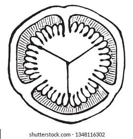 La imagen muestra la sección transversal de un ovario de Hypericum graveolens, la fertilización del ovario, la gran reunión placenta en el centro, para formar un ovario de tres células, vintage 