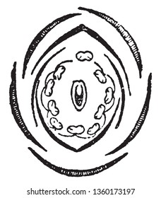 A picture shows Cross-Section of Sweet-pea Flower along with different sectional view of calyx, corolla, stamens and carpel. It is called as Lathyrus, vintage line drawing or engraving illustration.