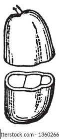 A picture shows the Cutted Sisymbrium Fruits Seed. It shows the incumbent cotyledons. Pollination with Polleingrains is done inside it, vintage line drawing or engraving illustration.