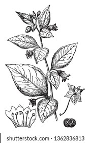 A picture shows Deadly Nightshade. It is a flowering branch, it shows: 1. flower after removal of the corolla, 2. corolla, with stamens cut open and flattened, 3. cross section of ovary, vintage