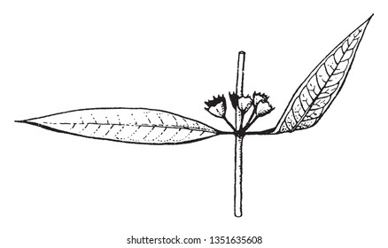 A picture shows Decodon. It is a perennial herbaceous plant, although it is sometimes considered a shrub or subshrub because the roots are somewhat woody. Flower colors are purple-pink, vintage