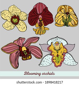The picture shows different orchids.