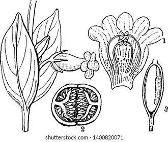 The picture shows the different part of the Hypocyrta. First part shows section of a flower, second part shows cross section of a fruit and third part shows seed with it embryo exposed to view
