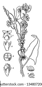 A picture shows Dodder. It belongs to Cuscutaceae family. It includes: 1. flower removed from, 2. Calyx, 3. section of do, 4. fruit enveloped by a persistent corolla, 5. seed and 6. Embryo, vintage 