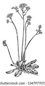 Picture shows the early stage of saxifrage plant. On the top, plant consists of flower. It is native to North America, vintage line drawing or engraving illustration.