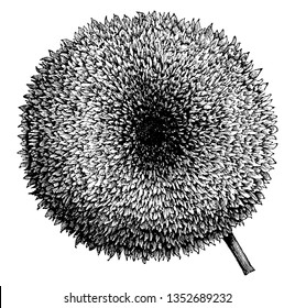 Picture shows the Flower Head of a Sunflower. The flower heads are large yellow. It is a perennial sunflower variety with a purplish-brown flower center surrounded by bright golden petals, vintage 