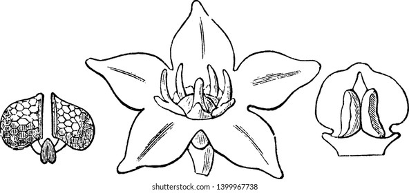 Picture shows the flower of Heterostemma plant. Flower consists of five sepals and five-lobed calyx. Flowers have radial symmetry, vintage line drawing or engraving illustration.