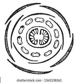 Picture shows the flower section of Saxifrage plant. It shows its calyx and corolla section having stamens are ten in two rows, vintage line drawing or engraving illustration.