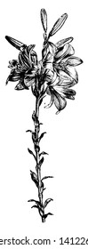 A picture shows the Flower Stem of St. Joseph's Lily. White, fragrant, long, flowers bloom in June. It has sword-shaped green leaves and a leafy floral stem, which generally grows tall, vintage