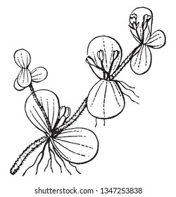 Picture shows the flowers of Herpestris plant. They are small, white, with four to five petals. Leaves are arranged oppositely on the stem, vintage line drawing or engraving illustration.