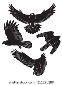 The picture shows a flying eagle