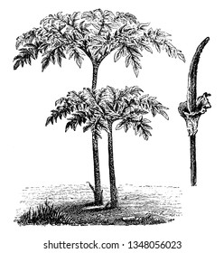 A picture shows Foliage and Inflorescence of Amorphophallus Rivieri Plant. The flower has a thick spike that is a rosy green color. It has a leafless, deep green speckled with red stalk, vintage 