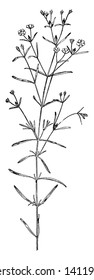 A picture shows H. Canadens Plant. It belongs to Hypericaceae and it has small leaves and flowers with four long sepals. It has bright yellow root that is used in herbal medicine, vintage line drawing