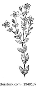 A picture shows H. Virgatum Plant. It is one type of grass. It belongs to Hypericaceae and it has small bud, leaves and flowers with multiple Pollain-grains. It has bright yellow root, vintage 