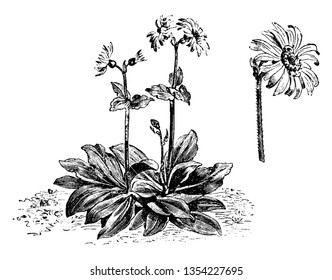 A picture shows Habit & Flower-Head of Arnica Montana flowering Plant. Leaves are yellow, long, sharp plain edges and its stem has thin Hair. Large amount of Stamen are present at center of the flower