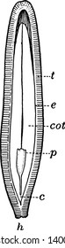 A picture shows a half cut Squash Seed. Part c hypocotyl, cot cotyledon, e endosperm, h hilum, p Plumule and t Testa, vintage