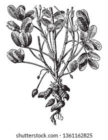 Picture shows a harvested plant of the peanuts in which peanuts are shown at the bottom of the plants, vintage line drawing or engraving illustration.