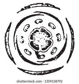 The picture shows Heath flower. It has four sepals, four divisions of corolla, eight stamens in two rows and four divisions of pistil. The flower is tetramerous, complete, symmetrical and regular