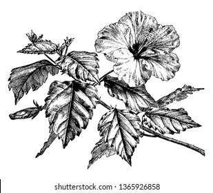 Picture shows the Hibiscus Rosa-Sinensis plant. Branch in this image shows the flowering part and leafs on each petiole. Flower and leafs are large in size, vintage line drawing or engraving