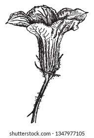 A picture shows Hubbard Squash Flower along with softly hairy Sepals and Receptacles, long stalk. Flower is bell shaped having five petals and it is staminate flower, vintage 