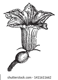 Una imagen muestra la Flor de Esquash Hubard junto con Sepals suavemente peleados, pistilo esférico. La flor tiene forma de campana con cinco pétalos y es una flor estaminada, dibujo de líneas vintage o grabado