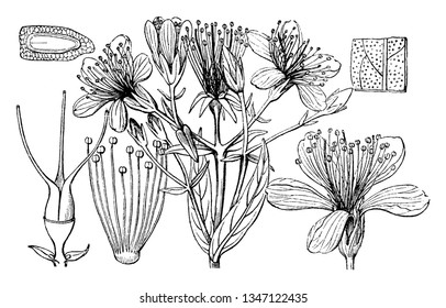 Picture shows Hypericum flower & its part 1st is an entire flower, 2nd is a bundle of stamens,3rd is a pistil with 3 carpels,4th a seed laid horizontally and cut through, to show embryo & netted