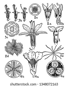 The picture shows the inside parts of the flowers and fruits. Flowers are bisexual, with four to eight sepals and petals, vintage line drawing or engraving illustration.
