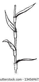 Picture shows the leaf arrangement of Sedge morphology plant. Leaves are spirally arranged in three ranks, vintage line drawing or engraving illustration.