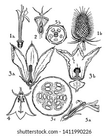 A picture shows Orders of Dispsacaceae, Cucurbitaceae and Campanulaceae. In this image illustrate the flowers: 1. Dipsacus, 2. Scabiosa, 3. Cucurbita, 4. Campanula and 5. Lobelia, vintage line drawing