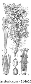 A picture shows the Part of Sorrel flowering Plant. It is also called as Oxalis Confertissima. First is calyx, second is a stamen, third is Pistil, and fourth is a seed. Flower has fine hairs on it