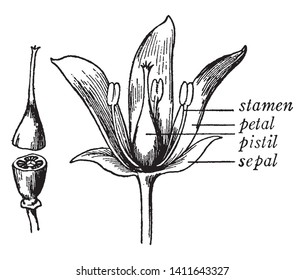 The Picture shows parts of the flower plant. It shows the stamen, pistil, sepal, and petal. Second picture shows the cut pistil structure having three carpels joined at center into a mass, vintage