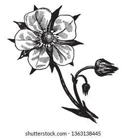 Picture shows Perfect flower. It contains both stamens and pistils. One branch has flower and second shows buds. Flower has sepals at below and thick spherical bud at center, vintage line drawing