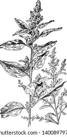 Uma imagem mostra Erva-de-porco e Plantas de Erva-de-porco, esquerda é Erva-de-porco e direita é Erva-de-porco. O termo "Tumble Weed" refere-se a qualquer uma das várias espécies que dispersam sementes por tumbling, vintage