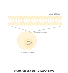 La imagen muestra la membrana plasmática o la membrana celular de las células eucarióticas en la estructura bicapa lipídica.