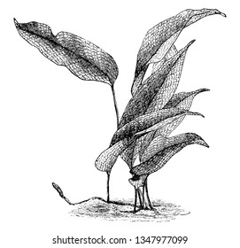 Picture shows the Polypodium Lingua Heteractis plant. Leaves are large in size. It belongs to Polypodiaceae family. Fronds are 5 to 25 centimeters long and 1 to 3 centimeters wide, vintage