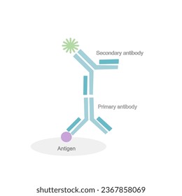The picture shows the principle of ELISA technique: the primary antibody and secondary antibody with labeling chemistry were binding the target antigen.