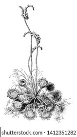 The Picture shows Round-Leaf Sundew Plant. It is also called as Drosera rotundifolia. The leaves are rounded, flat, reddish color. Flowers are pink in color, vintage line drawing or engraving