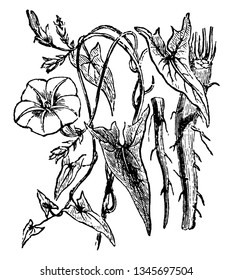 Picture shows the Scammony plant having irregularly arrow-shaped leaves and a thick fleshy root. It belongs to bindweed family, vintage line drawing or engraving illustration.