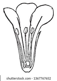 Picture shows a section of sea lavender flower. It consist five-lobed calyx and corolla, and five stamens; the flower color is pink or violet to purple in most species, white or yellow in a few,